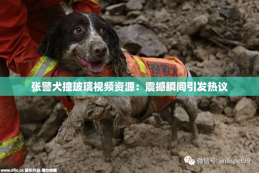 张警犬撞玻璃视频资源：震撼瞬间引发热议