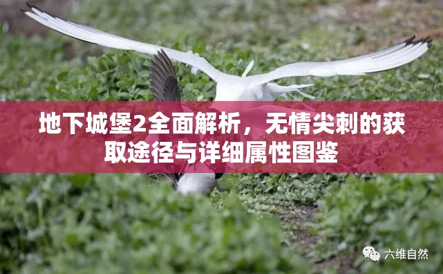 地下城堡2全面解析，无情尖刺的获取途径与详细属性图鉴