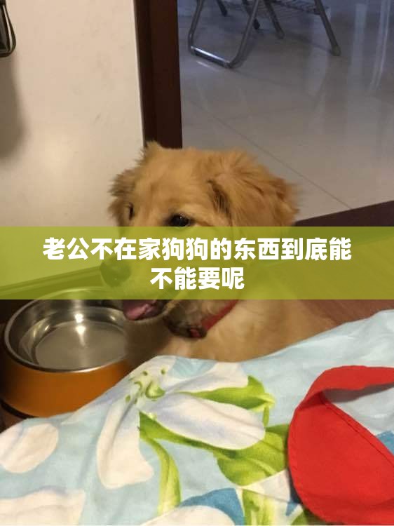 老公不在家狗狗的东西到底能不能要呢