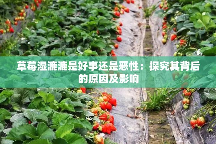 草莓湿漉漉是好事还是恶性：探究其背后的原因及影响