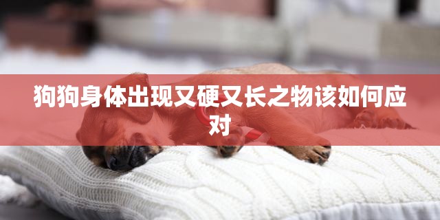 狗狗身体出现又硬又长之物该如何应对