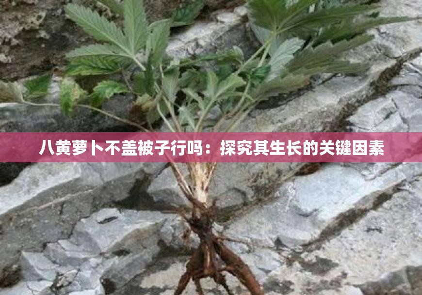 八黄萝卜不盖被子行吗：探究其生长的关键因素