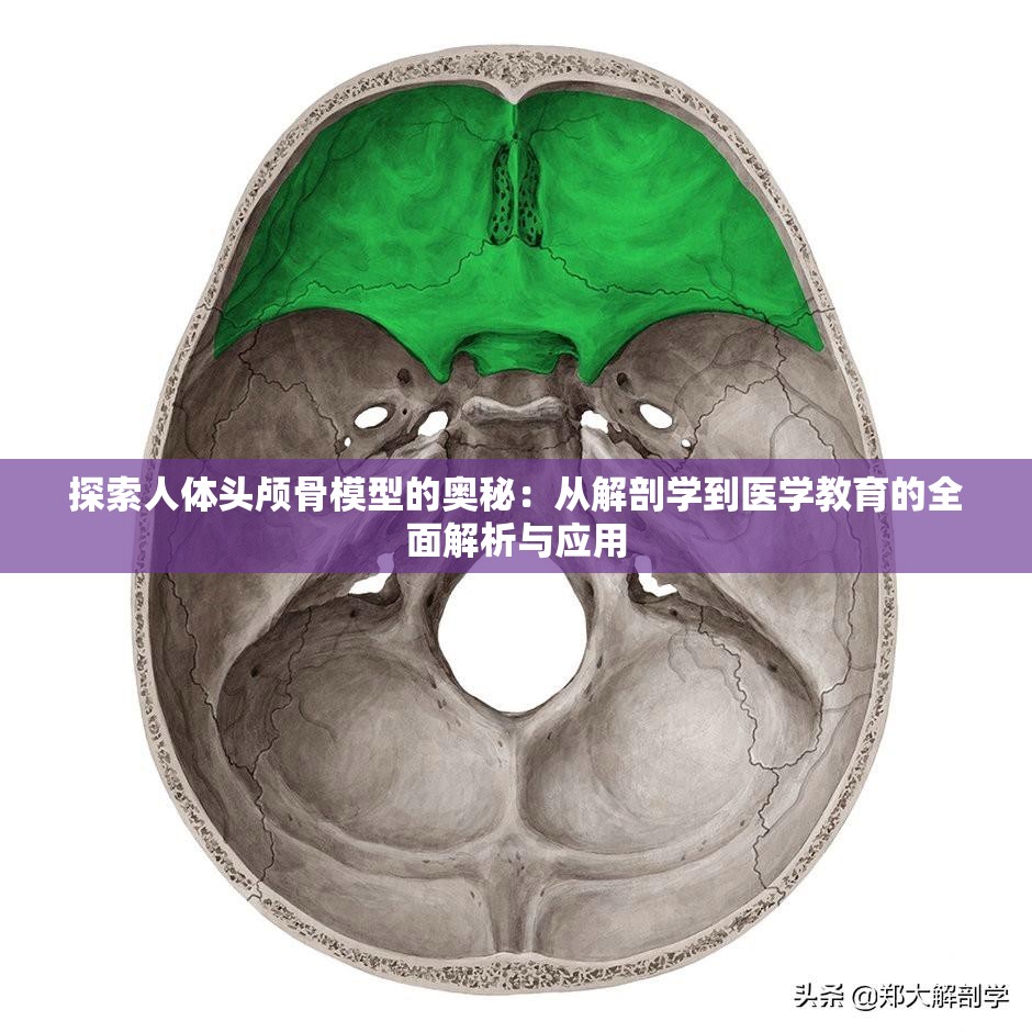 探索人体头颅骨模型的奥秘：从解剖学到医学教育的全面解析与应用