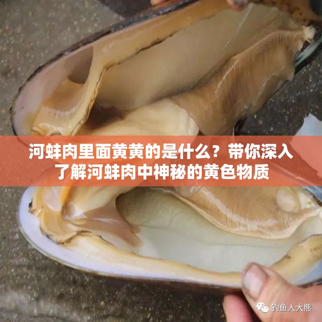 河蚌肉里面黄黄的是什么？带你深入了解河蚌肉中神秘的黄色物质