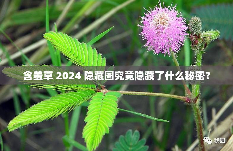 含羞草 2024 隐藏图究竟隐藏了什么秘密？