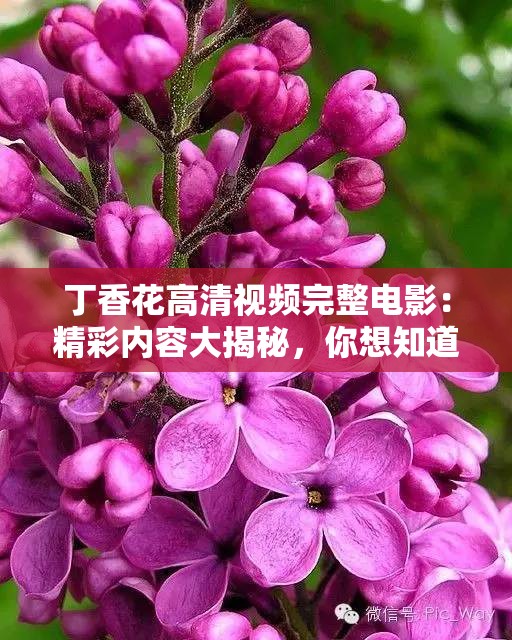 丁香花高清视频完整电影：精彩内容大揭秘，你想知道的都在这里