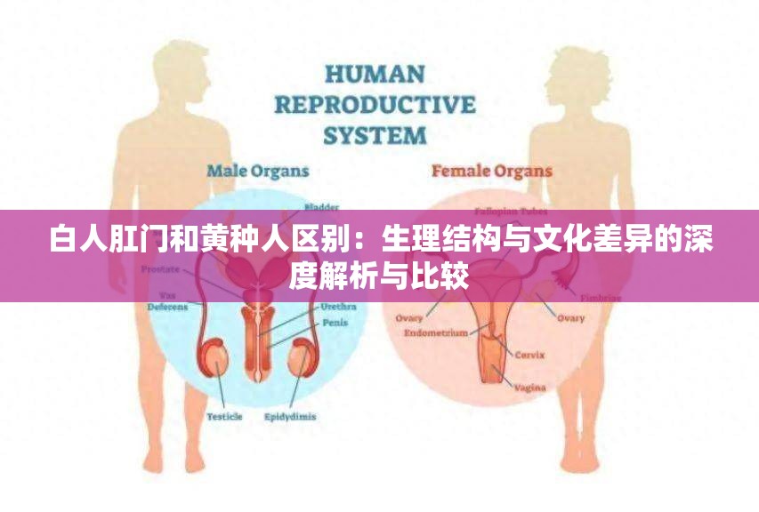 白人肛门和黄种人区别：生理结构与文化差异的深度解析与比较