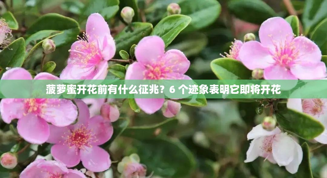 菠萝蜜开花前有什么征兆？6 个迹象表明它即将开花