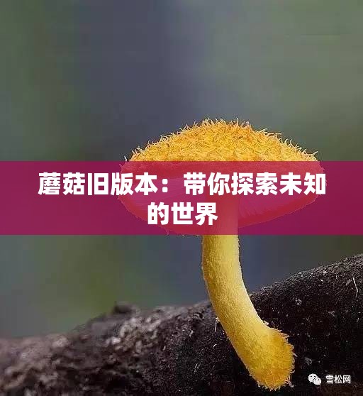 蘑菇旧版本：带你探索未知的世界