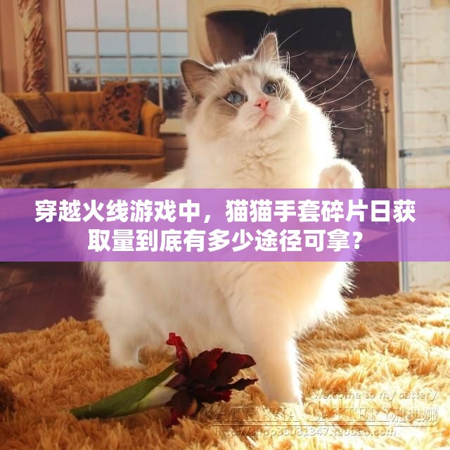 穿越火线游戏中，猫猫手套碎片日获取量到底有多少途径可拿？